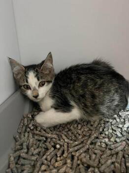 Fluffy -  Domestic Short Hair Cat for Adoption in Bolivar, Missouri - Fluffy | PetCurious