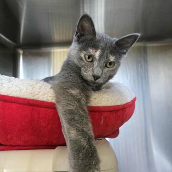 Rescue Domestic Short Hair Cats for Adoption in West Branch, Michigan - Millie | PetCurious