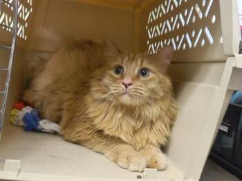 LOUIE -  Domestic Long Hair and Domestic Short Hair Cat for Adoption in Omaha, Nebraska - LOUIE | PetCurious
