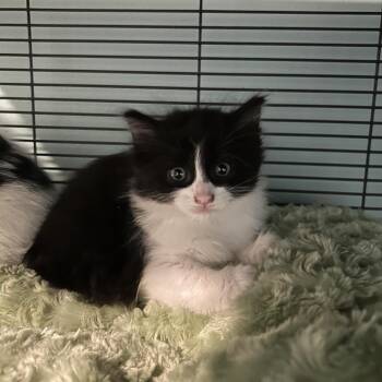 Ambrosia -  Domestic Long Hair Cat for Adoption in Ferndale, Michigan - Ambrosia | PetCurious