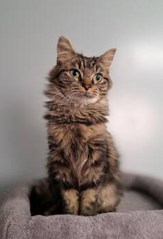 Rescue Domestic Short Hair Cats for Adoption in Riverbank, New Brunswick - Scrubbs | PetCurious
