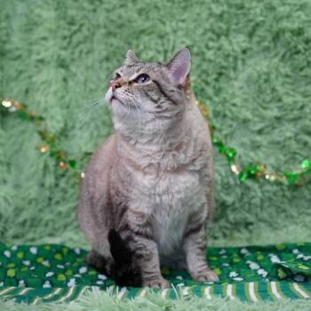 Siamese and Domestic Short Hair Cats Available for Adoption - Zarabell (Bonded To Ziggy) | PetCurious