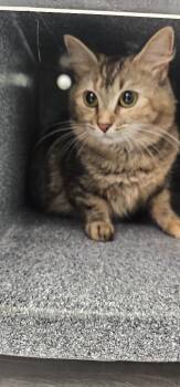 Chloe -  Domestic Short Hair Cat for Adoption in Athens, Tennessee - Chloe | PetCurious