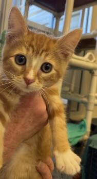 Ben -  Domestic Short Hair Cat for Adoption in Salinas, California - Ben | PetCurious