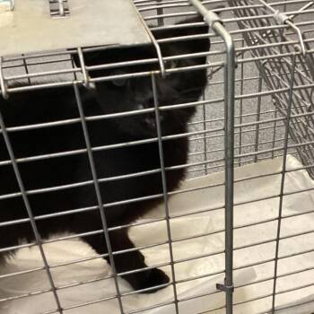 Domestic Short Hair Cats Available for Adoption in Montgomery, Alabama - Little Bit | PetCurious