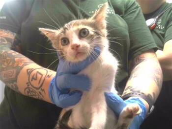 UGLY DUCKLING -  Domestic Short Hair Cat for Adoption in Tallahassee, Florida - UGLY DUCKLING | PetCurious