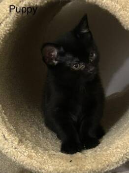 Puppy -  Domestic Medium Hair Cat for Adoption in New Kensington, Pennsylvania - Puppy | PetCurious