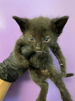61673524 -  Domestic Short Hair Cat for Adoption in El Paso, Texas - 61673524 | PetCurious