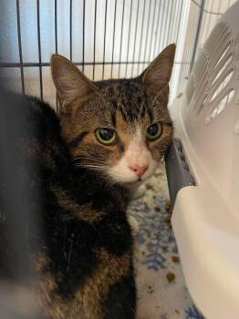 Scratch -  Domestic Short Hair Cat for Adoption in Winthrop, Maine - Scratch | PetCurious