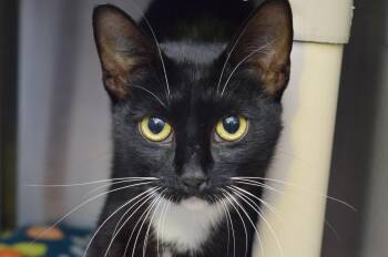 Diglett -  Domestic Short Hair Cat for Adoption in Sanford, Florida - Diglett | PetCurious