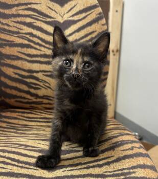 Orlaya -  Domestic Short Hair Cat for Adoption in Topeka, Kansas - Orlaya | PetCurious