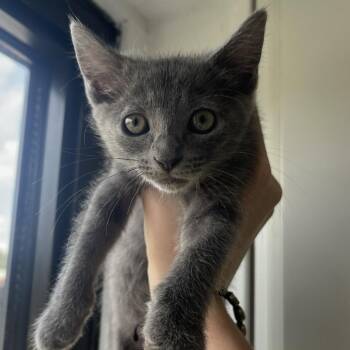 Sparrow -  Domestic Short Hair Cat for Adoption in St. Louis, Missouri - Sparrow | PetCurious