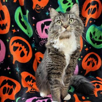 Miss Mollie - NO FEE (Sponsored by a citizen) -  Maine Coon Cat for Adoption in Fairmont, Minnesota - Miss Mollie - NO FEE (Sponsored By A Citizen) | PetCurious