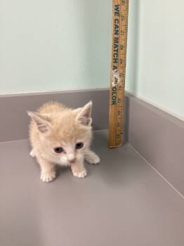 Rescue Domestic Short Hair Cats for Adoption in Athens, Tennessee - Pumpkin | PetCurious