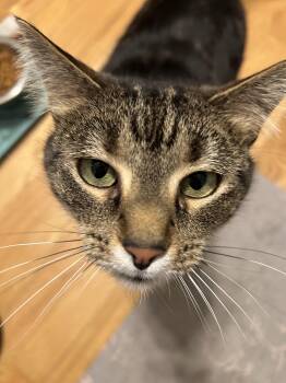 Tortle -  Domestic Short Hair Cat for Adoption in Fredericksburg, Virginia - Tortle | PetCurious
