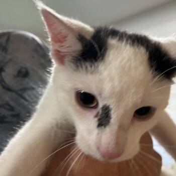Mo -  Domestic Short Hair Cat for Adoption in Mundelein, Illinois - Mo | PetCurious