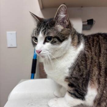 Domestic Short Hair Cats Available for Adoption in Goleta, California - Corbyn | PetCurious