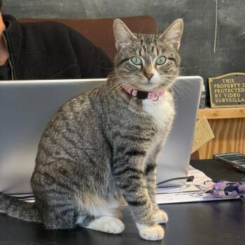 Domestic Short Hair Cats Available for Adoption in Delta, Alabama - Sophia Girl | PetCurious