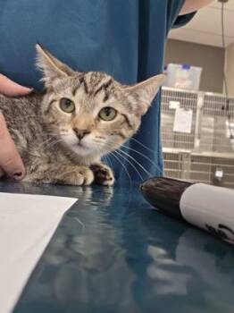 Peanut Butter -  Domestic Short Hair Cat for Adoption in Westland, Michigan - Peanut Butter | PetCurious
