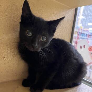 Rescue Domestic Short Hair Cats for Adoption in Philadelphia, Pennsylvania - Frankenstein | PetCurious