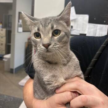 Parasite -  Domestic Short Hair Cat for Adoption in Columbiana, Alabama - Parasite | PetCurious