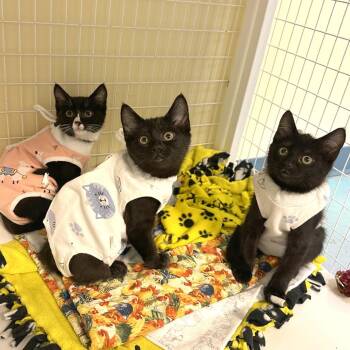 Mochi -  Domestic Short Hair Cat for Adoption in Woodinville, Washington - Mochi | PetCurious
