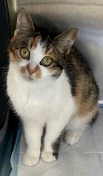 Rescue Domestic Short Hair Cats for Adoption in Simcoe, Ontario - Treets | PetCurious