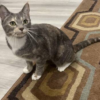 Taffy -  Domestic Short Hair Cat for Adoption in Calgary, Alberta - Taffy | PetCurious