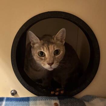Rescue Domestic Short Hair Cats for Adoption in Dayton, Ohio - Mabel | PetCurious