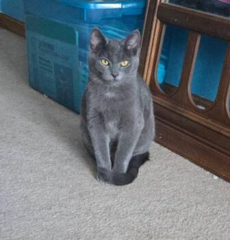 Domestic Short Hair Cats Available for Adoption -  Pebbles | PetCurious