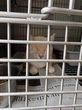 Domestic Short Hair Cats Available for Adoption - Topaz | PetCurious