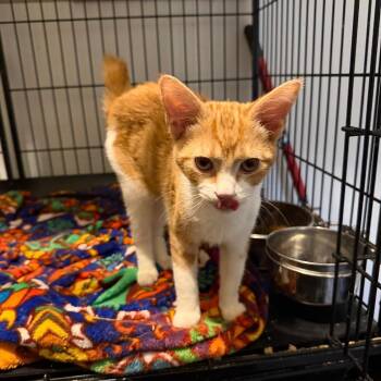 Domestic Short Hair Cats Available for Adoption - Frog | PetCurious