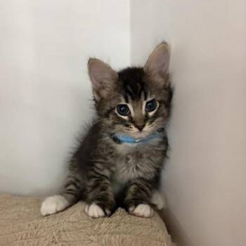 Aura -  Domestic Short Hair Cat for Adoption in Phoenix, Arizona - Aura | PetCurious