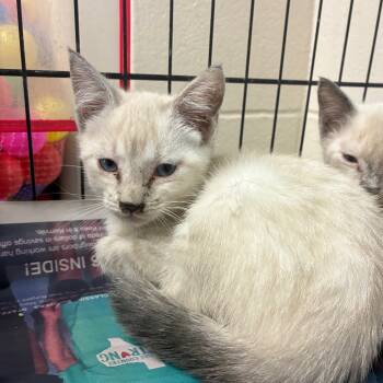 Rescue Siamese Cats for Adoption in San Antonio, Texas - Charlotte | PetCurious