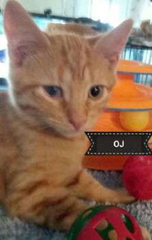 Rescue Domestic Short Hair Cats for Adoption in Shrewsbury, Massachusetts - OJ | PetCurious