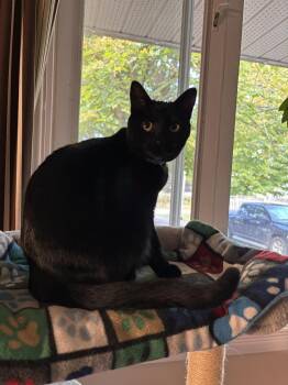 Sky -  Domestic Short Hair Cat for Adoption in Ottawa, Ontario - Sky | PetCurious