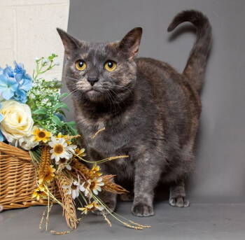 Rescue Domestic Short Hair Cats for Adoption in Herndon, Virginia - Cherry | PetCurious