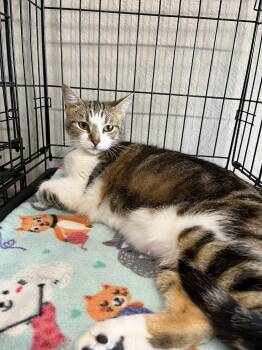 Tabby and Domestic Short Hair Cats Available for Adoption in Walnut Creek, California - Eleven | PetCurious