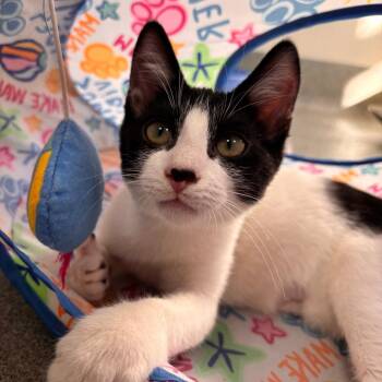 Scott -  Domestic Short Hair Cat for Adoption in Gainesville, Florida - Scott | PetCurious