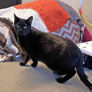 Olive -  Domestic Short Hair Cat for Adoption in Hailey, Idaho - Olive | PetCurious
