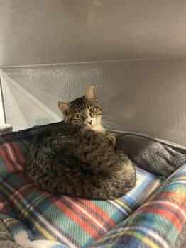 Domestic Short Hair and Tabby Cats Available for Adoption - Worm | PetCurious