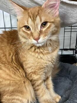 George -  Domestic Short Hair Cat for Adoption in Lunenburg, Massachusetts - George | PetCurious