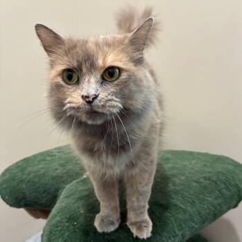 Chori -  Domestic Medium Hair Cat for Adoption in Cumming, Georgia - Chori | PetCurious