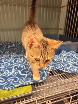Baker -  Domestic Short Hair Cat for Adoption in Rensselaer, Indiana - Baker | PetCurious