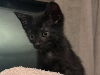 Zipper -  Domestic Short Hair Cat for Adoption - Zipper | PetCurious