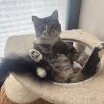 Domestic Medium Hair Cats Available for Adoption - Tilly | PetCurious