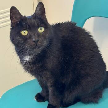 Fiona -  Extra Toes Cat Hemingway Polydactyl and Domestic Short Hair Cat for Adoption in Wheeling, Illinois - Fiona | PetCurious