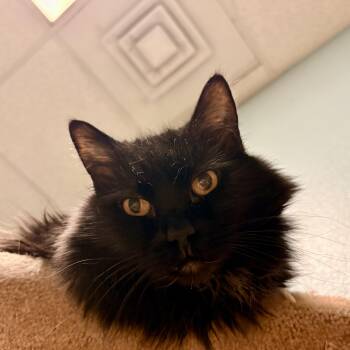 Cosmo -  Domestic Long Hair Cat for Adoption in Spokane Valley, Washington - Cosmo | PetCurious