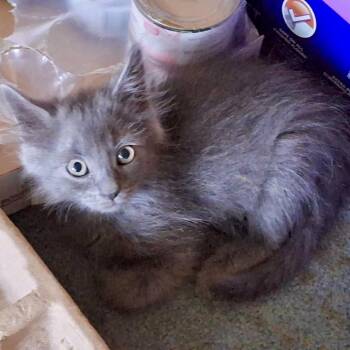 Nori* -  Domestic Medium Hair Cat for Adoption in San Gabriel, California - Nori* | PetCurious