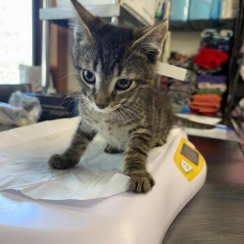 Beast Boy (purple) -  Domestic Short Hair Cat for Adoption in Belfair, Washington - Beast Boy (purple) | PetCurious